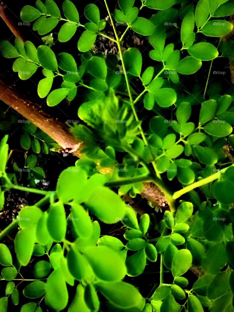 Fresh Green  malunggay leaves at my backyard. They make me feel good at all times when I see them.