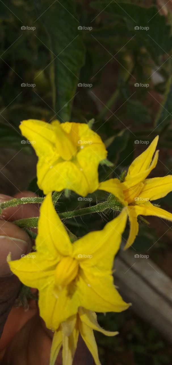 flower of tomato