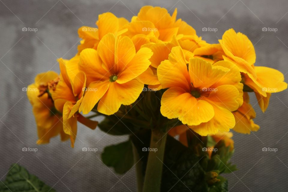 orange flowers