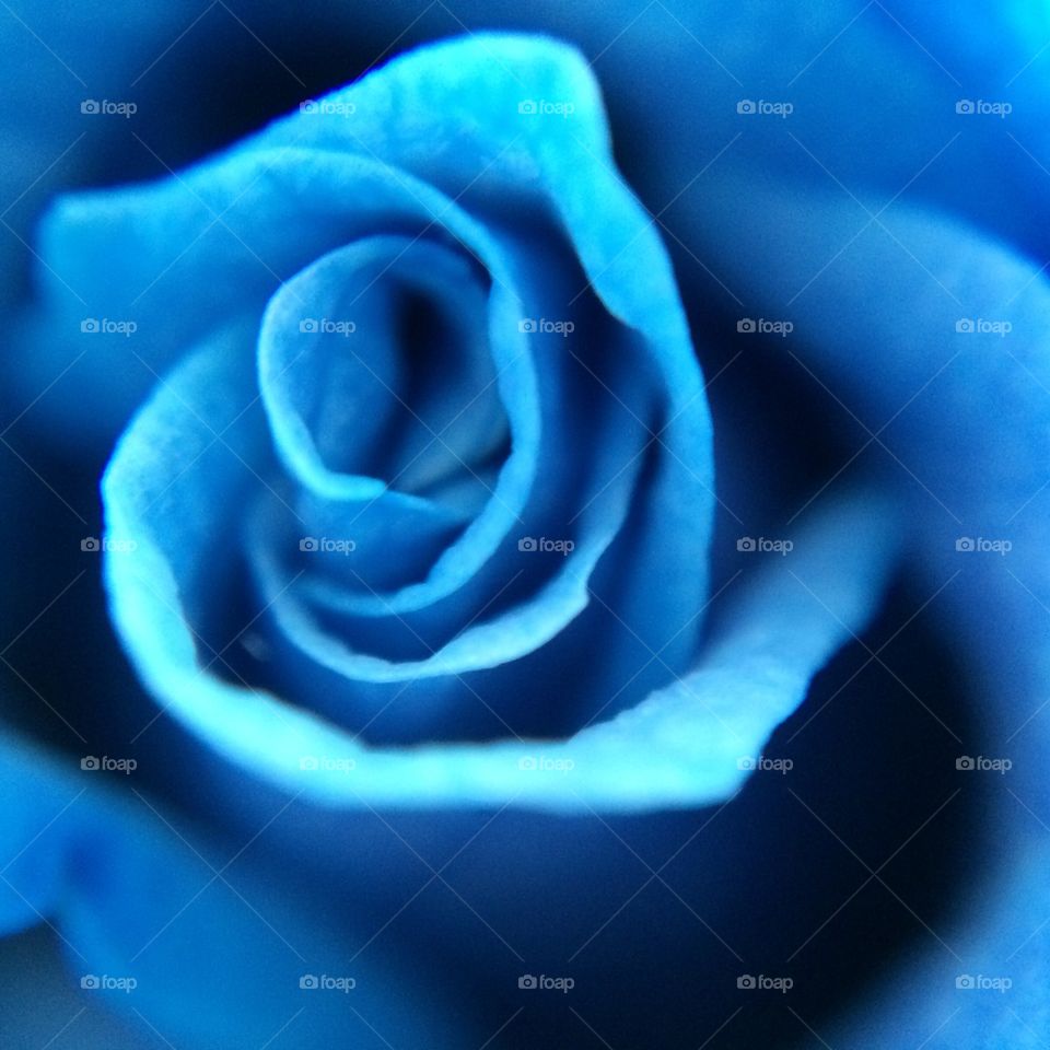 Blue rose macro 