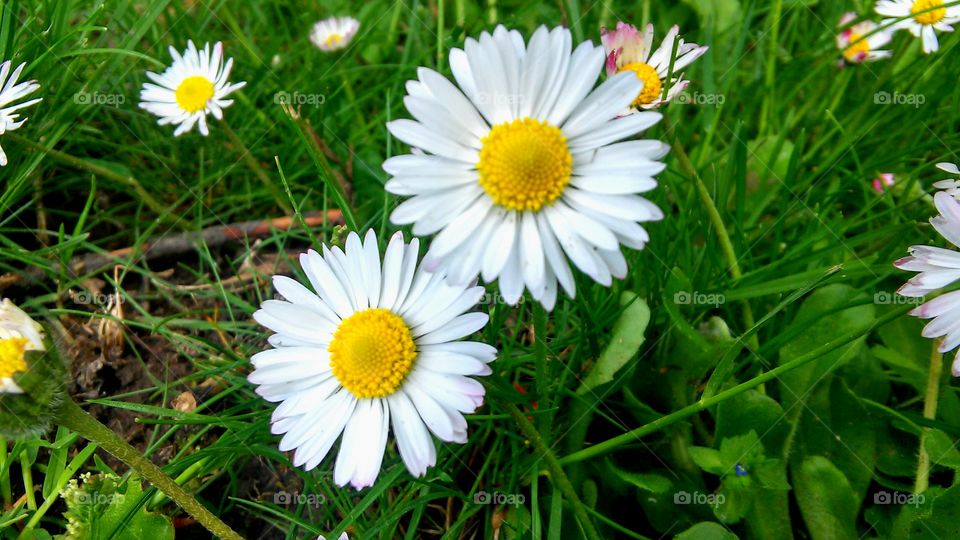 Grass, Nature, Summer, Flower, Flora