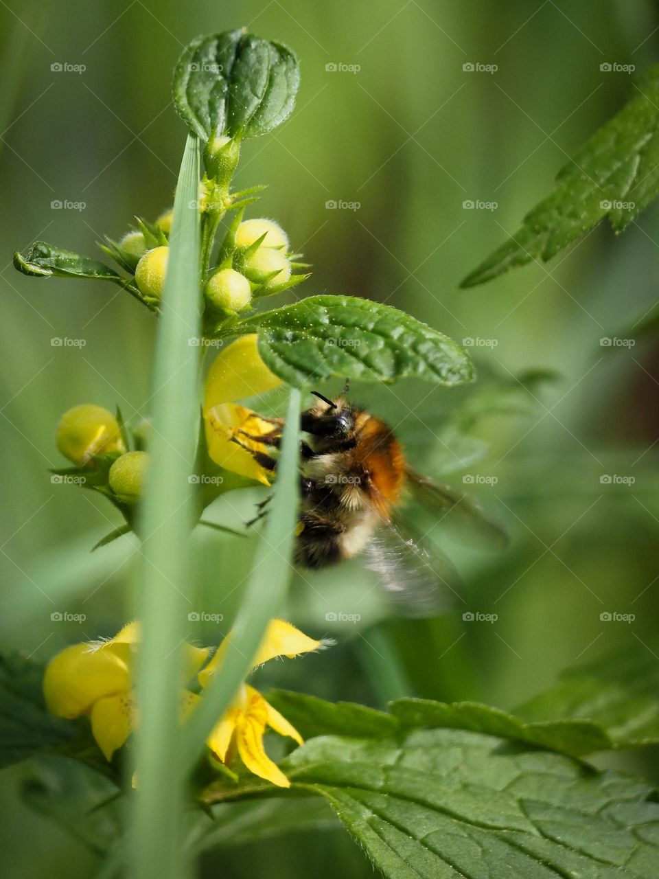 bee