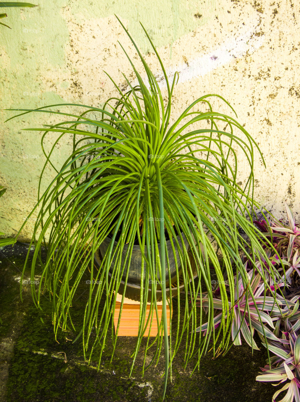 large leaf and beatiful plant