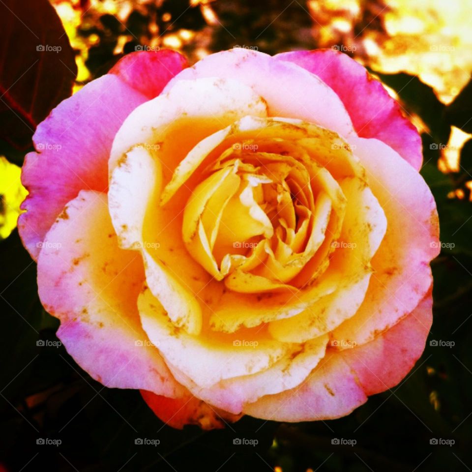 🌹 🇺🇸 Very beautiful flowers to brighten our day. Live nature and its beauty. Did you like the delicate petals? / 🇧🇷 Flores muito bonitas para alegrar nosso dia. Viva a natureza e sua beleza. Gostaram das pétalas delicadas?