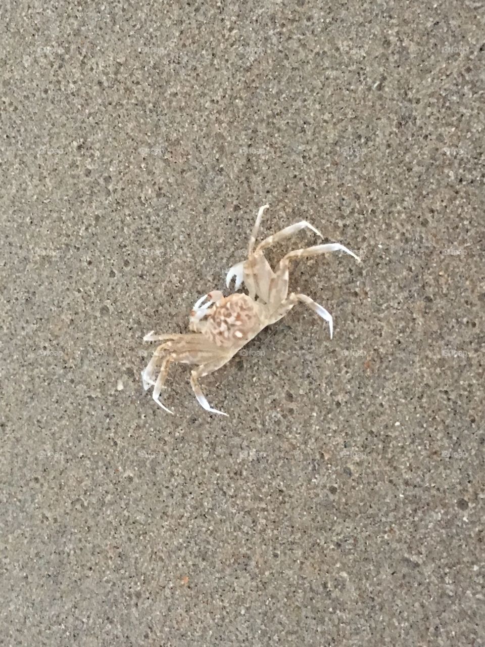 Beach crab 