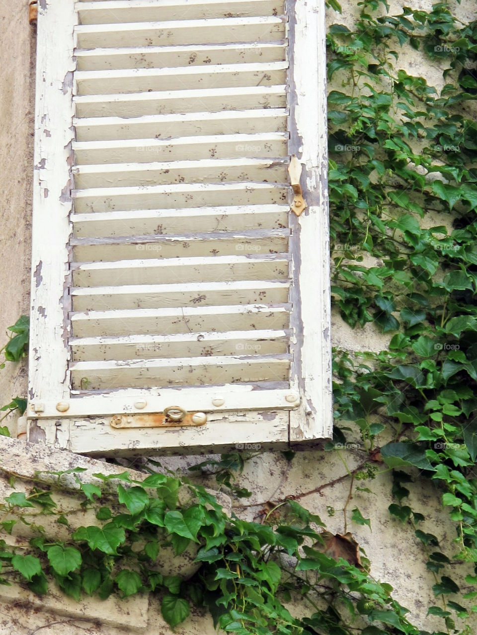 Shutter and ivy 