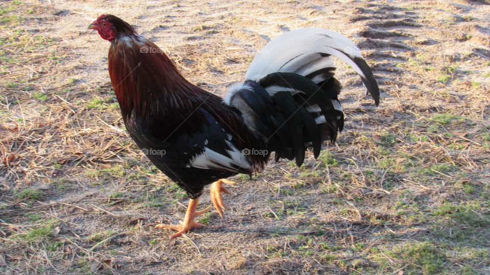 Bantam Rooster with long spurs