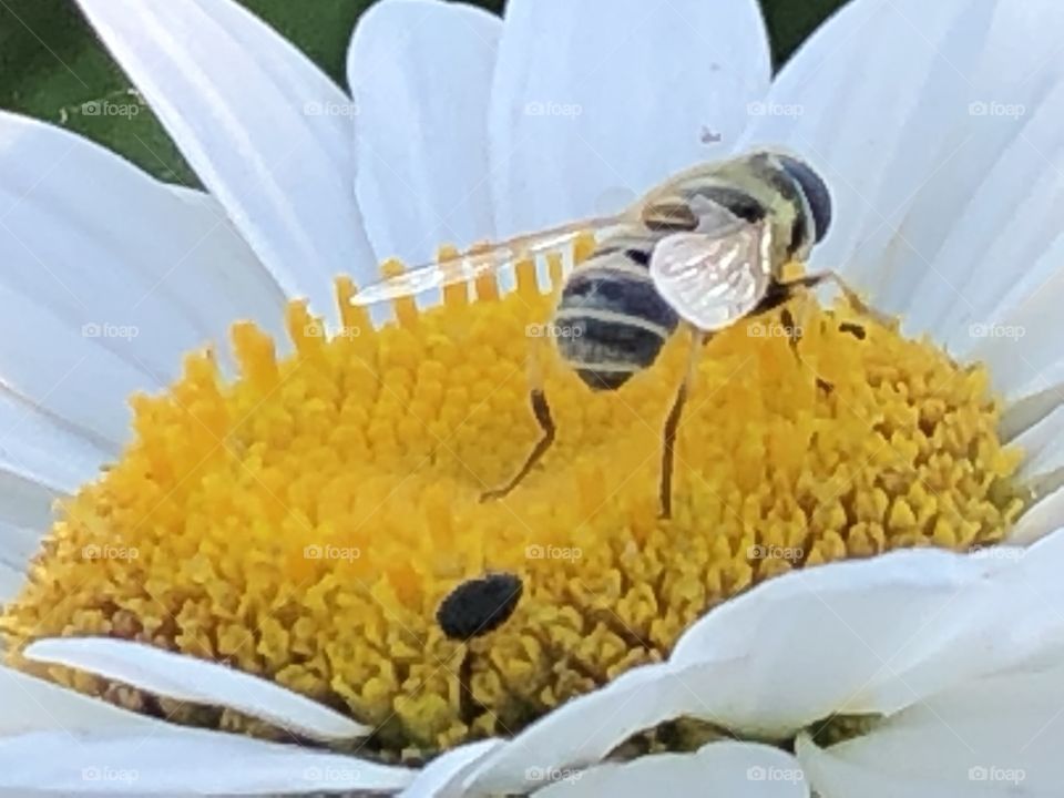 Bee on flower