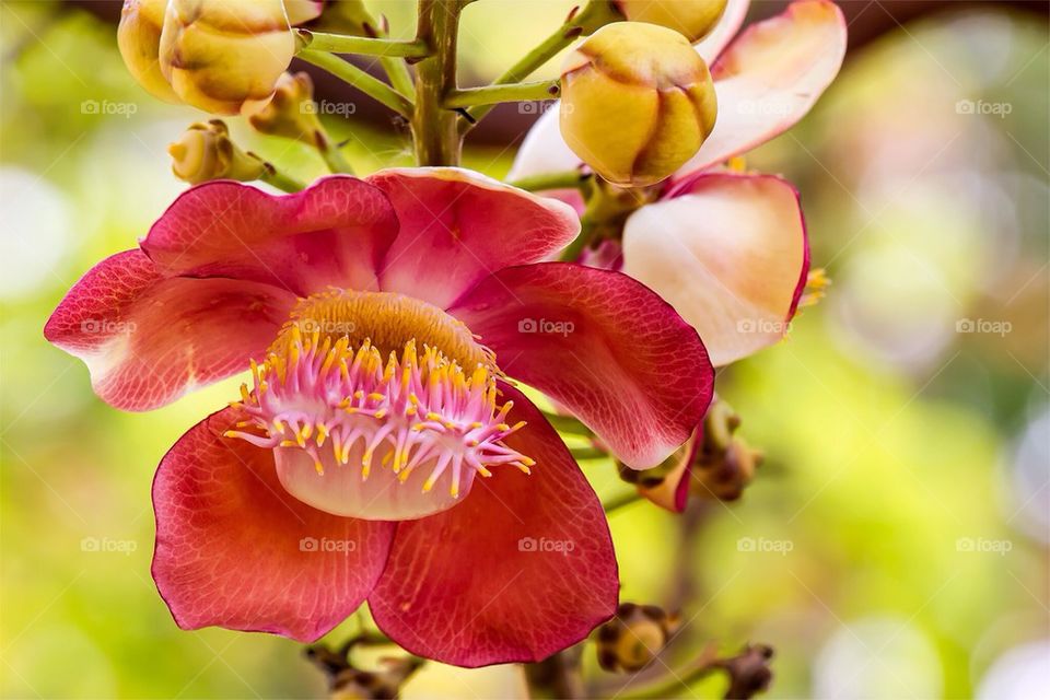 Cannonball flower