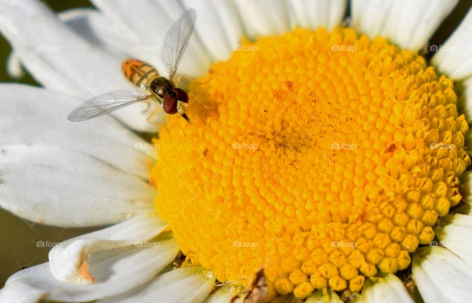 Buzzing Around