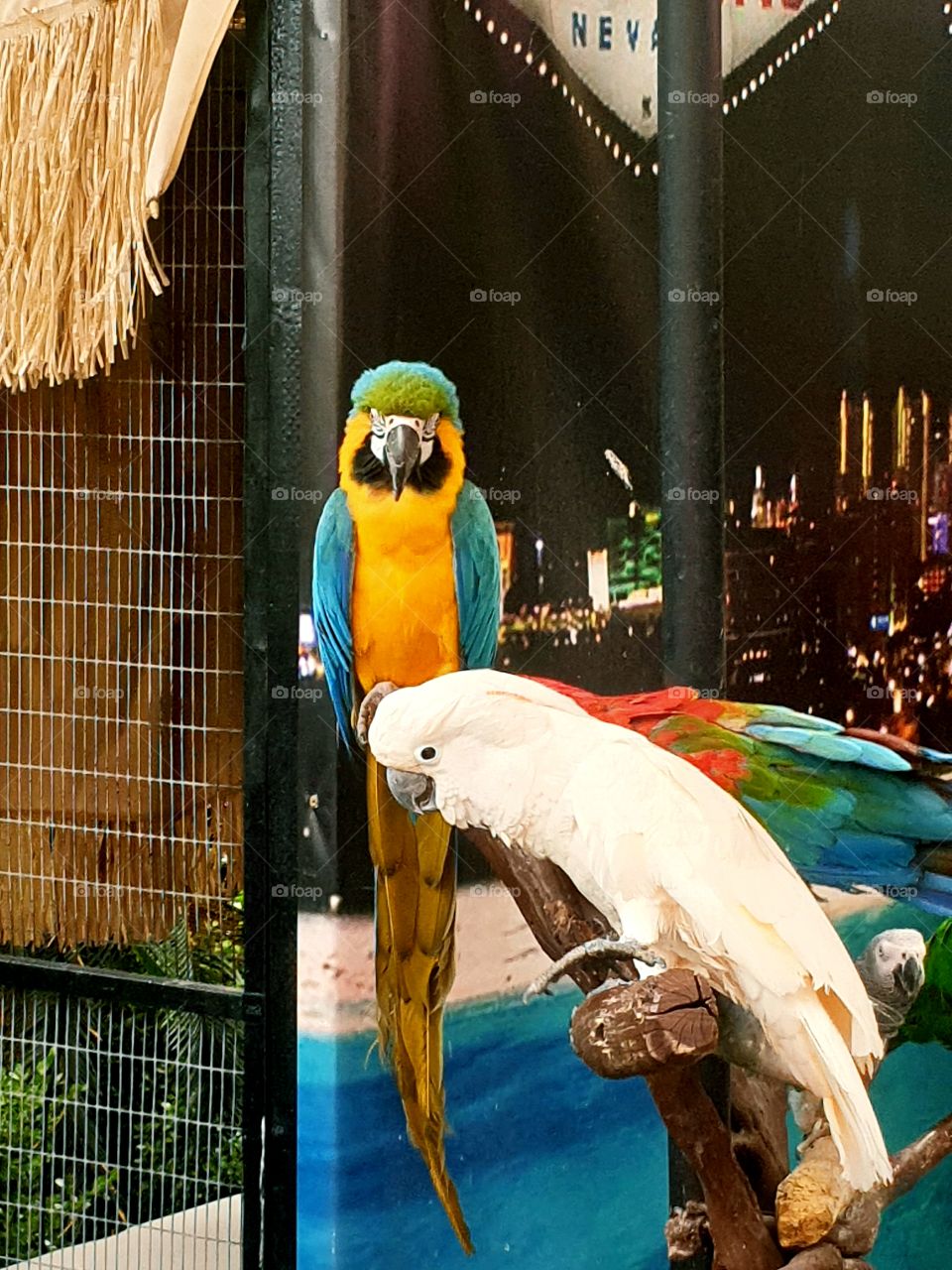 Parrots