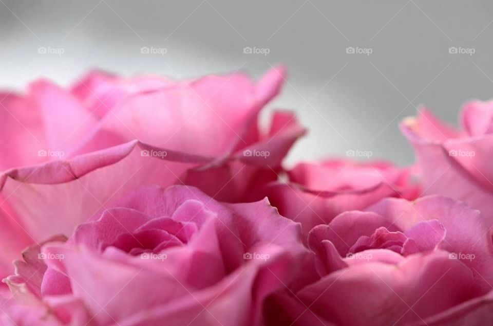 Pink roses