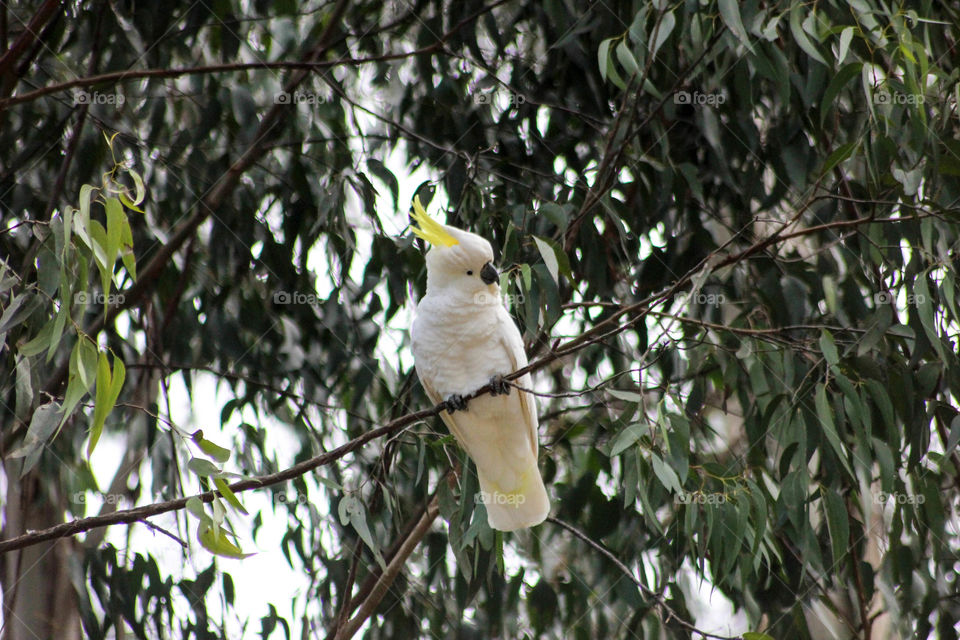 Melbourne, Australia - Cockatoo up close Australian native bird up close