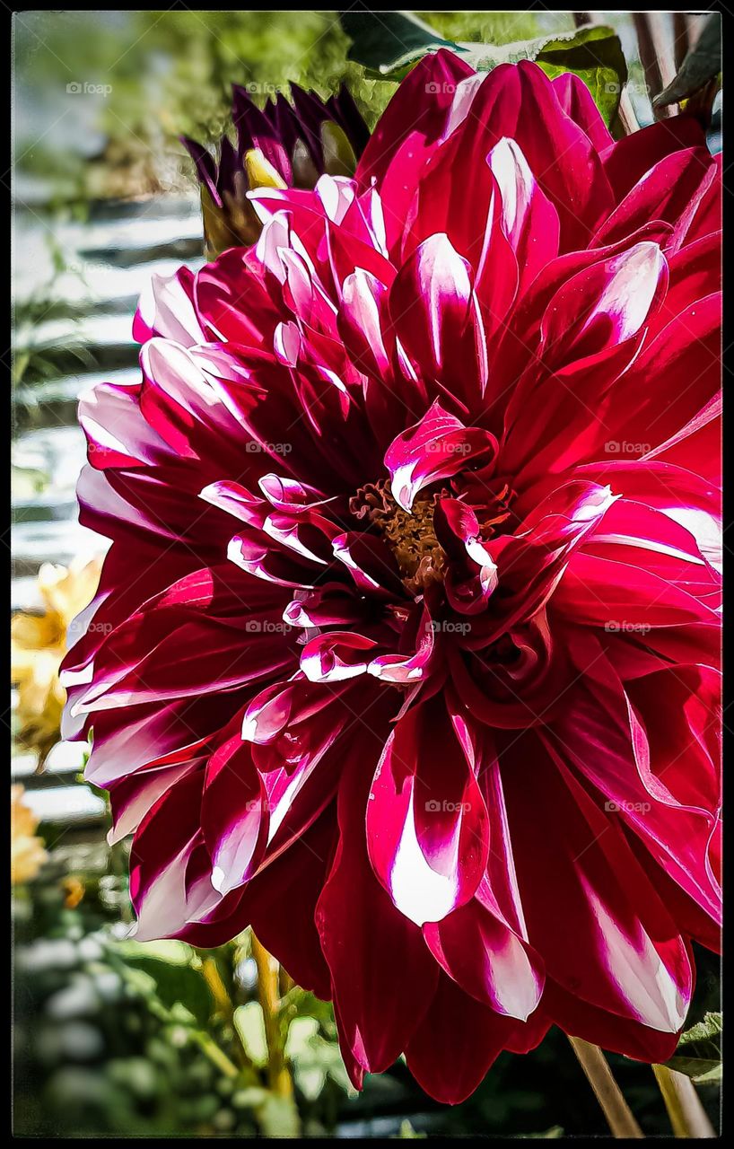 beautiful red dahlia flowers 🥰
