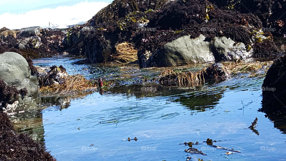 tide pool