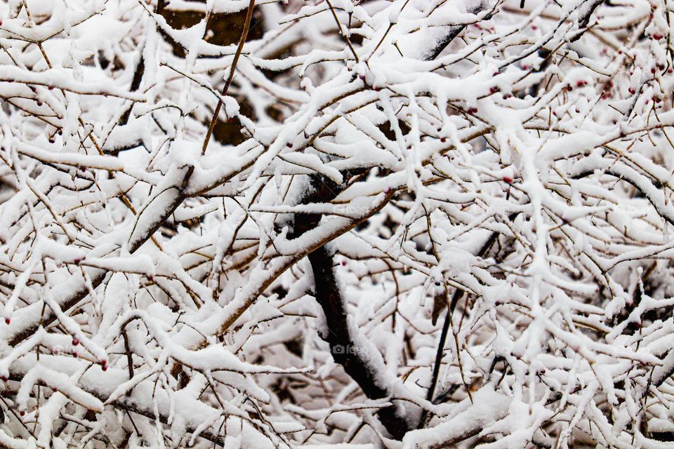 snow covered branches