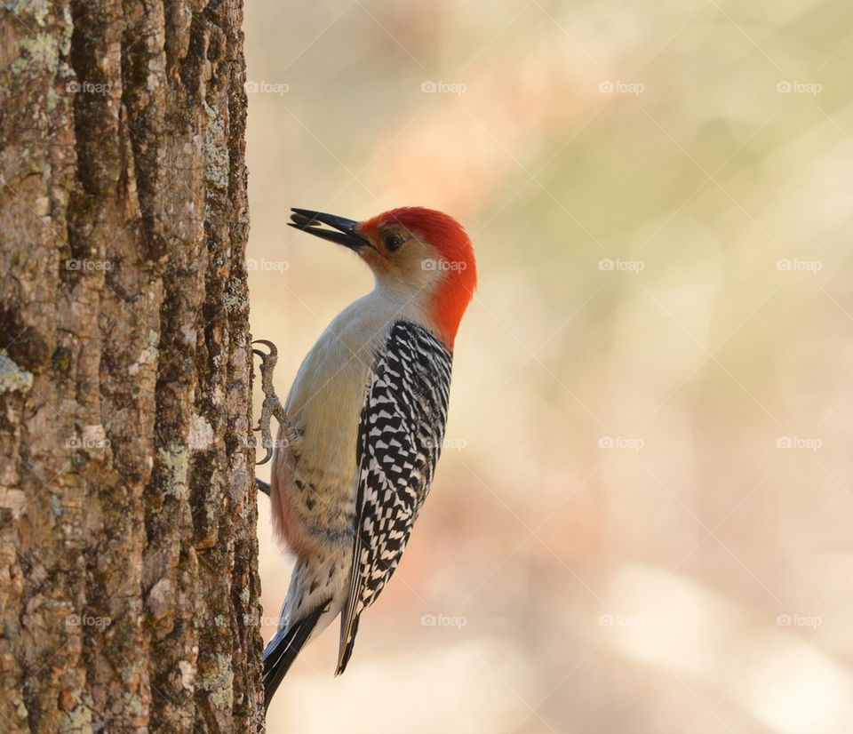 Red-bellied woodpecker on a tree trunk