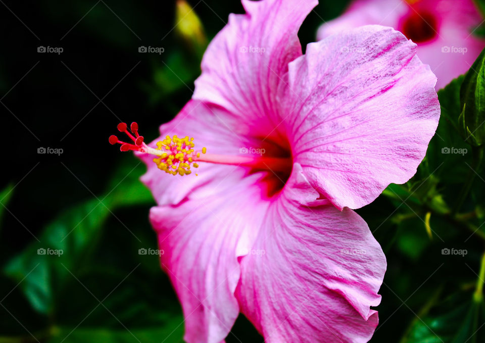 Hibiscus