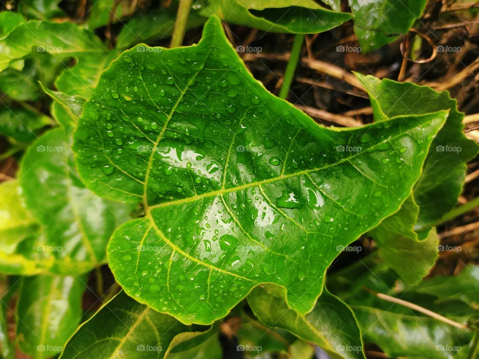 beautiful nature picture took by mansoon season