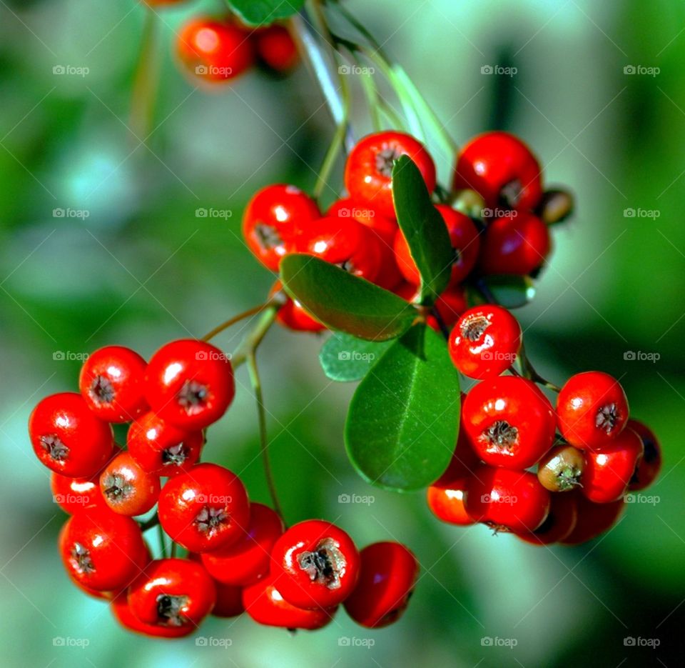 Pyracanthas Bush with berries