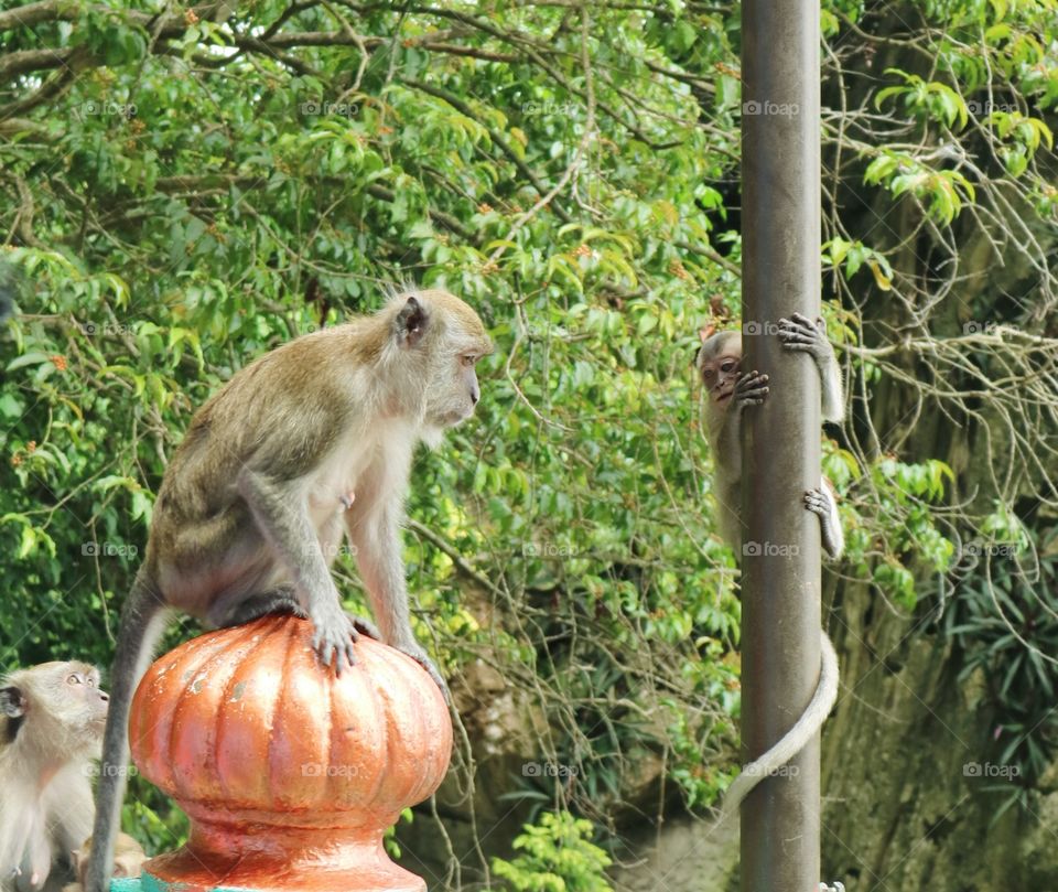 Monkey in Batu