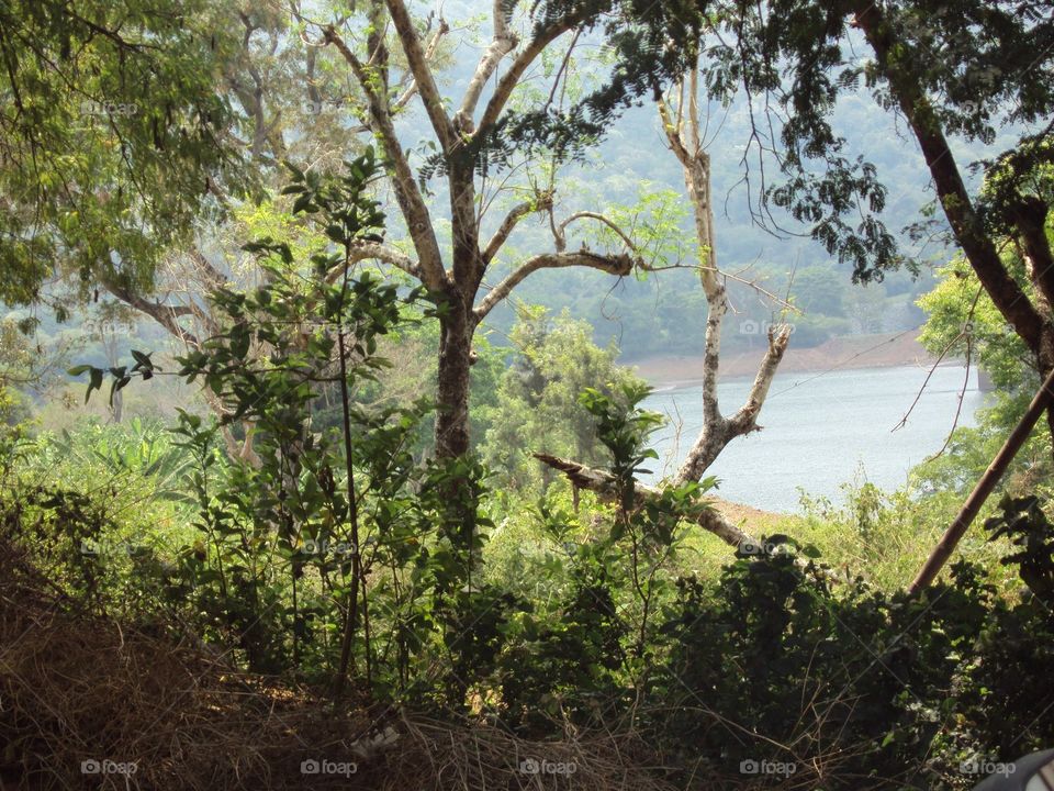 forest at baralikadu