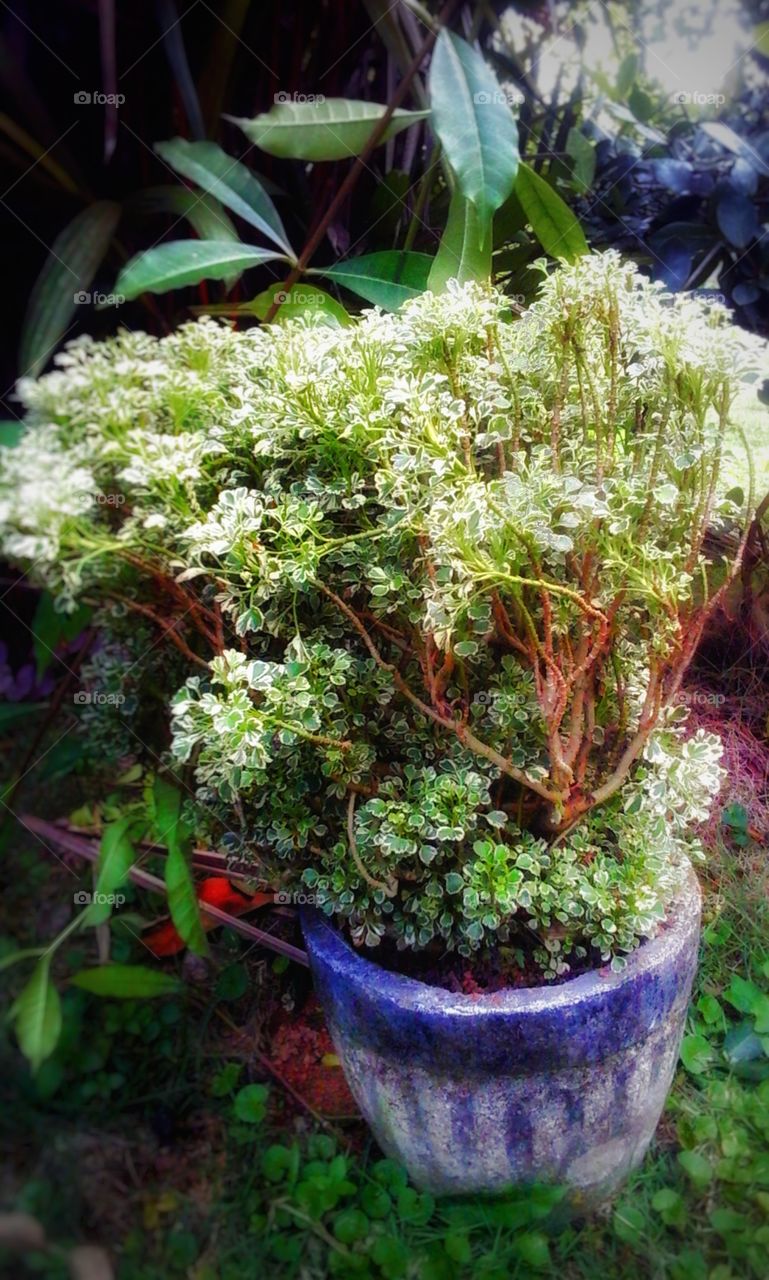 my magical  crazy  plants