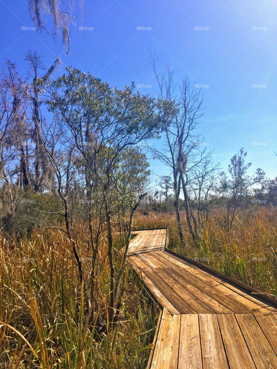 Bayou in New Orleans 