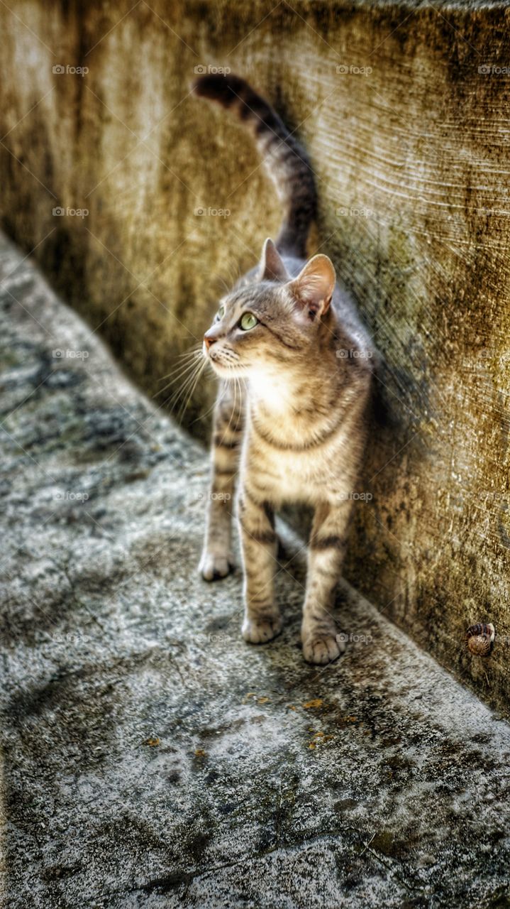 Cat standing beside wall