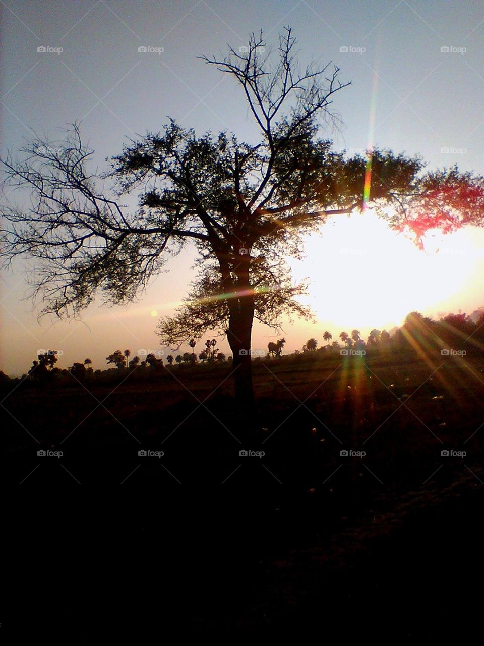 The tree silhouettes against the sunset.
Golden light fades, day succumbs to night.Nature's peaceful canvas, serene and bright,A tranquil scene, in fading light.