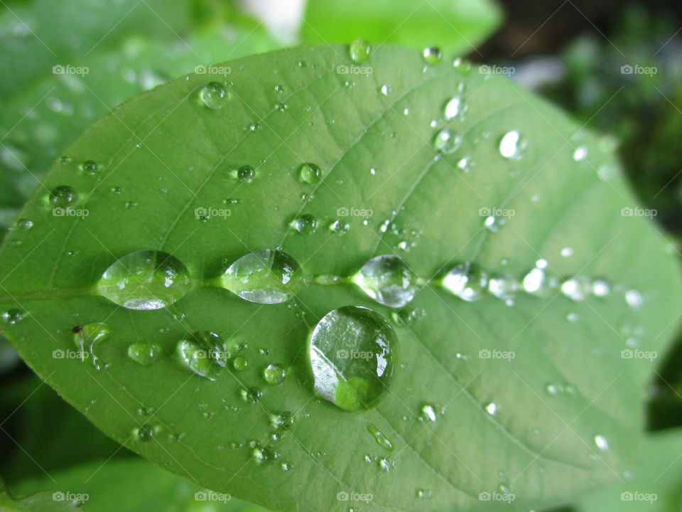 water drop in leaves