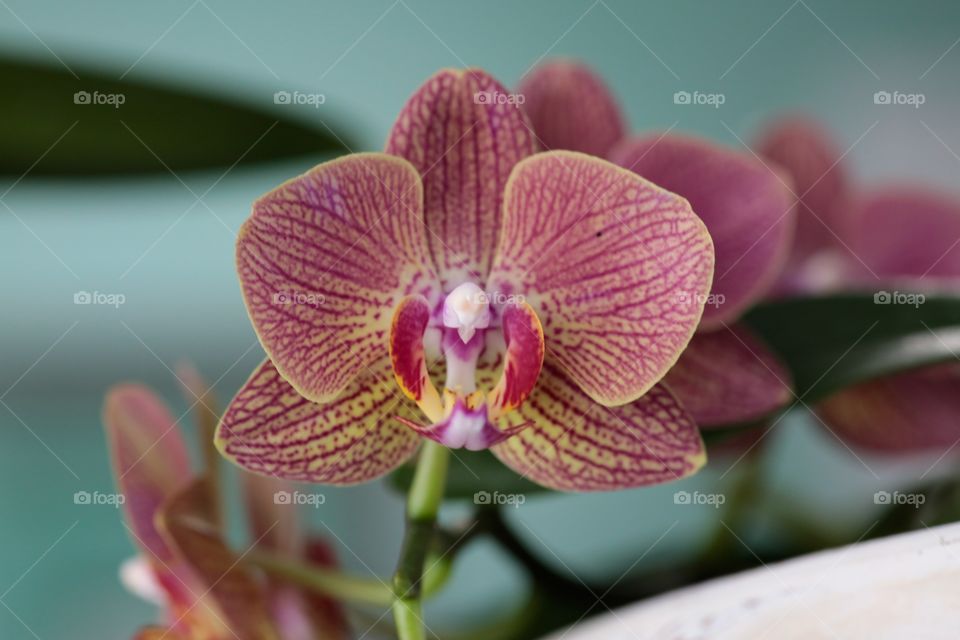Orchid