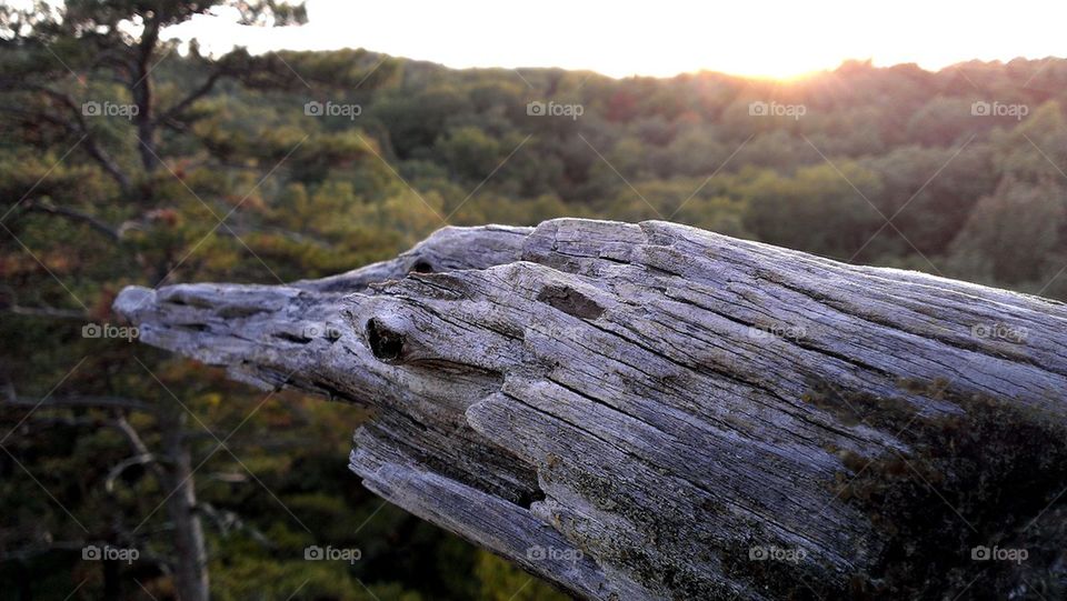 Driftwood Sunset 