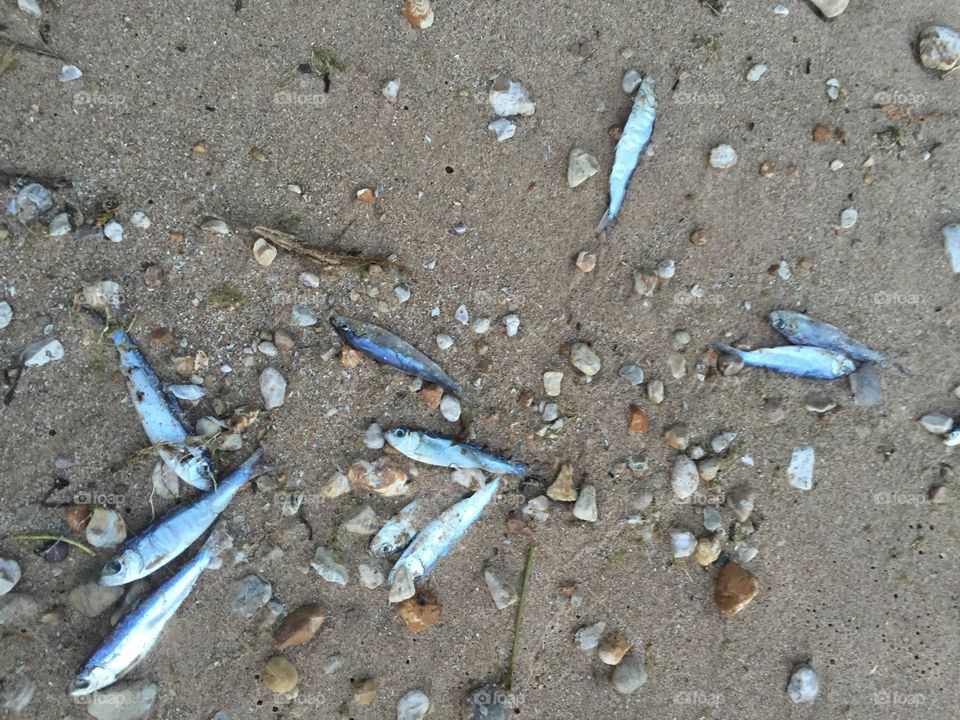 Taken on the shores of Lake Michigan this is a natural fish die off 

