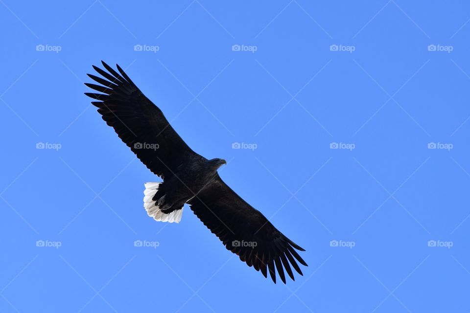 Majestic sea eagle