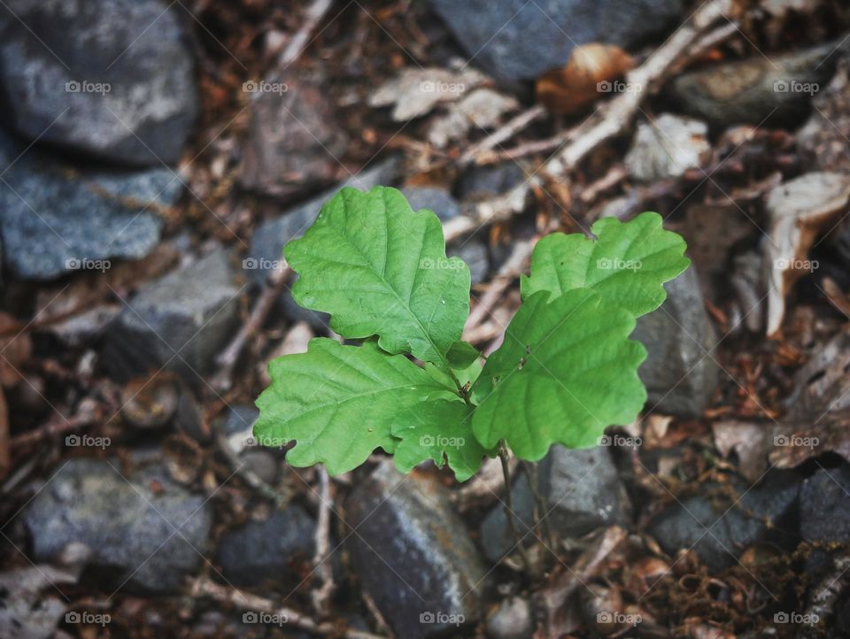 Growing tree