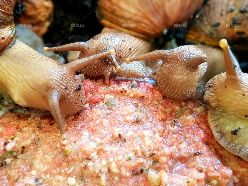 Snails munching
