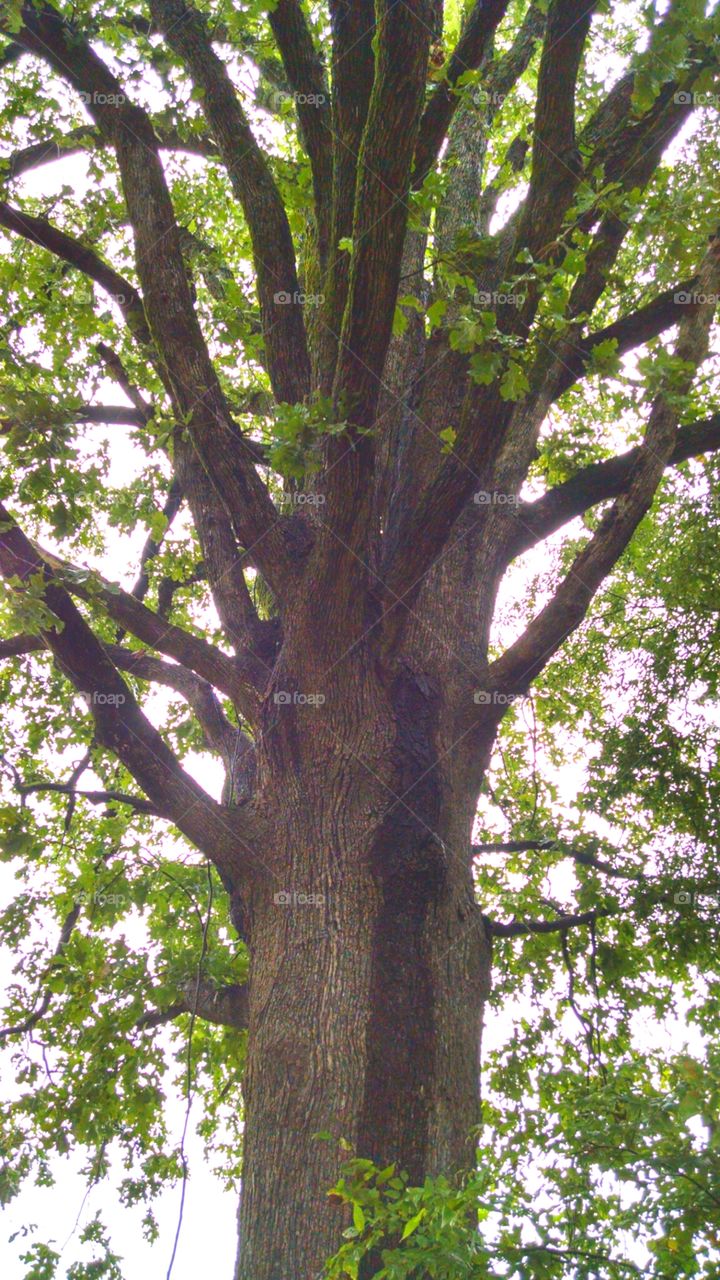 big old oak