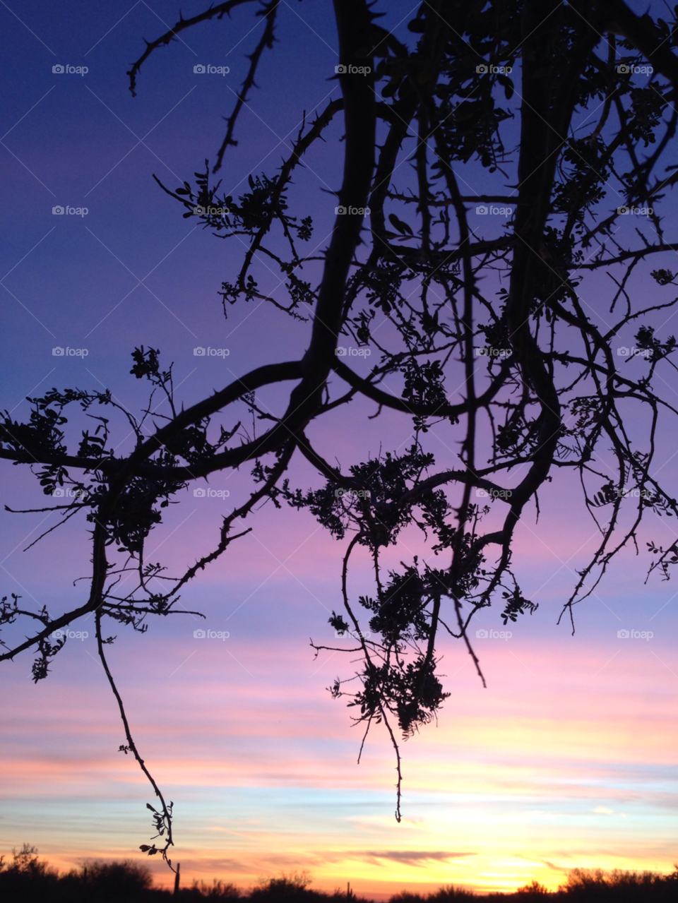 sunset sky arizona branches by melody