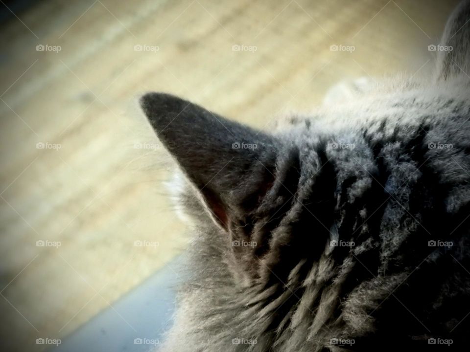 Top of the head of a fluffy grey Nebulung cat pet resting and looking at the window laying on a dark brown bench by wooden floor.