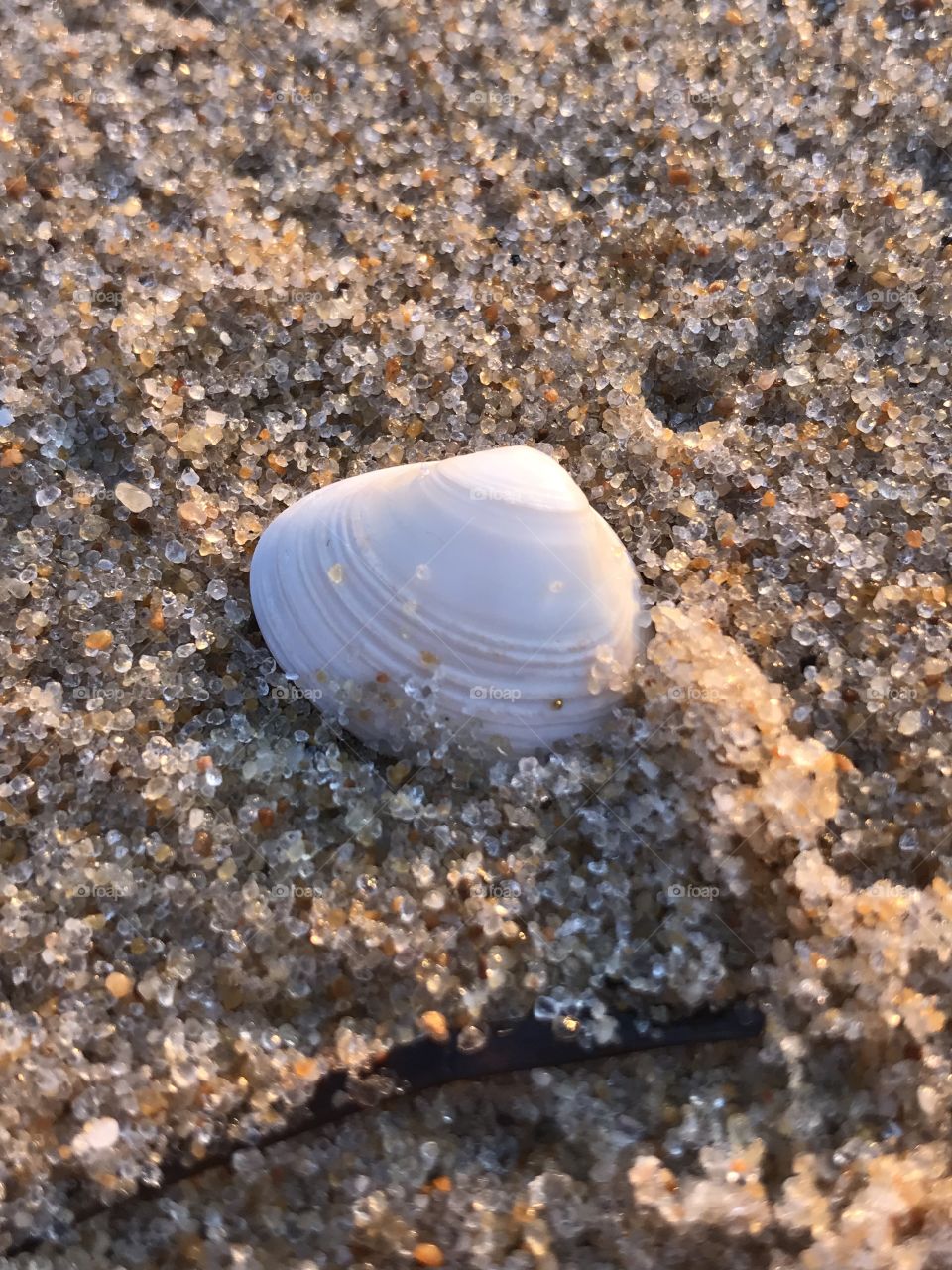 Tiny little white seashell buried in the sand along the shore of the beach. 