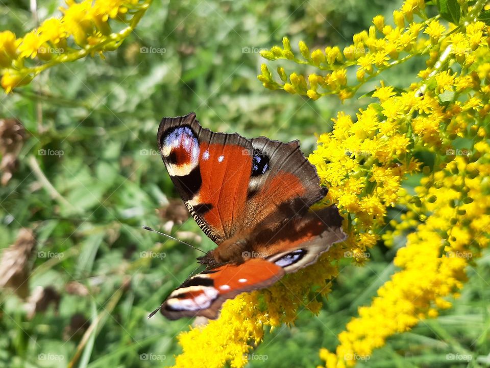 butterflt on yellow flower