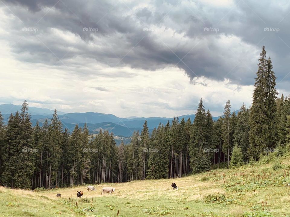 Jingle of cows' bells in the magic silence