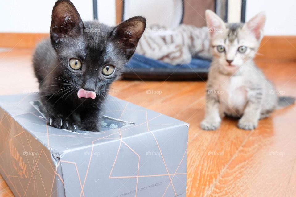 Cute black cat showing his tongue towards the camera and another white cat sit beside him and looking at camera😀