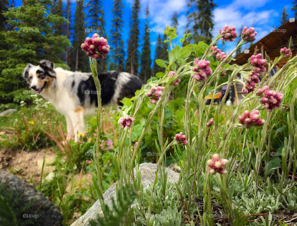 Forrest our Blue Merle Border Collie stands behind a patch of wild “pussy toes”. Along our shoreline in beautiful British Columbia.