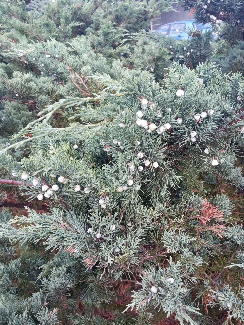 juniper tree