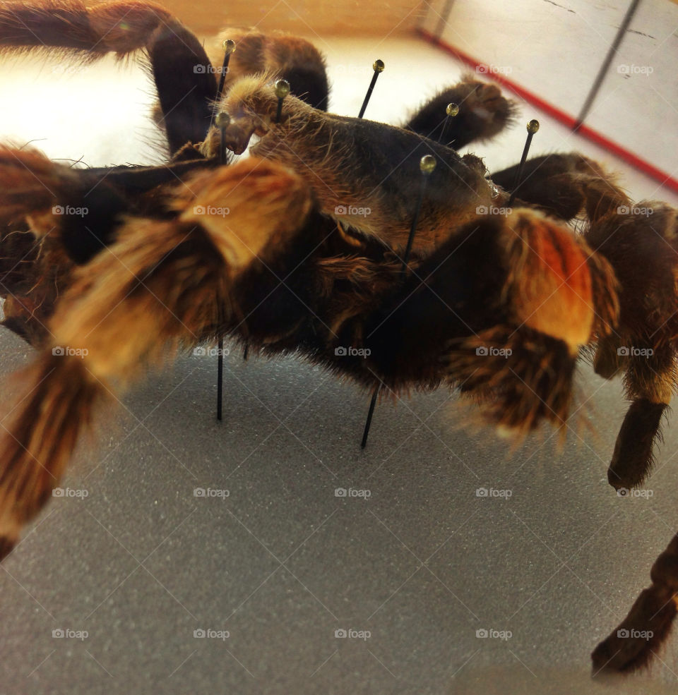 hairy California giant tarantula pinned as a display specimen