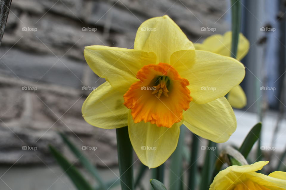 A yellow Narcissus with Orange inner cup is set against a brick wall and greens. Close up of flower. 