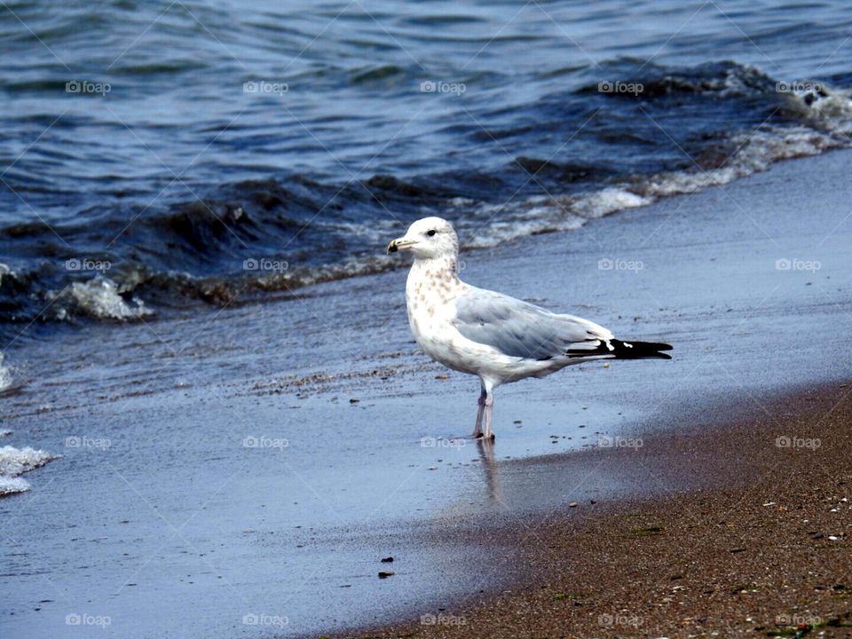 seagull
