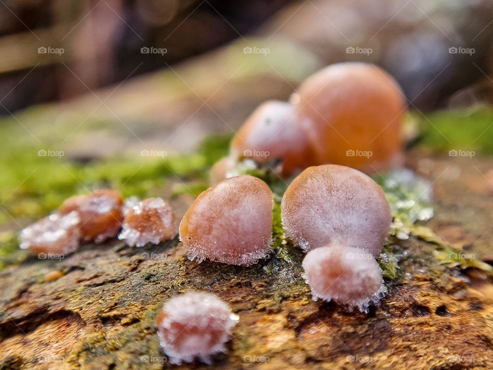 Small mushrooms